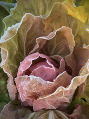 Load image into Gallery viewer, Close-up of a pink radicchio with frost on its leaves
