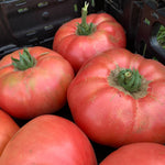 Load image into Gallery viewer, Tomato, 'Kurtovo Konare' – photo 2
