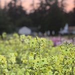 Load image into Gallery viewer, Close-up of green tobacco flowers with a blurred background
