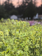Load image into Gallery viewer, Close-up of green tobacco flowers with a blurred background
