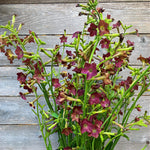 Load image into Gallery viewer, Nicotiana, 'Bronze Queen' – photo 2

