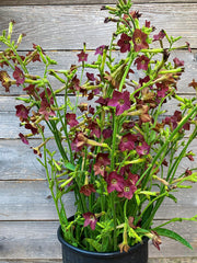 Load image into Gallery viewer, Nicotiana, 'Bronze Queen' – photo 2
