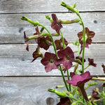Load image into Gallery viewer, A cluster of Nicotiana 'Bronze Queen' flowers with burgundy to plum purple blooms and large green leaves, against a backdrop of wooden planks.
