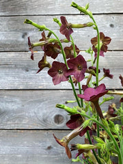 Load image into Gallery viewer, A cluster of Nicotiana 'Bronze Queen' flowers with burgundy to plum purple blooms and large green leaves, against a backdrop of wooden planks.

