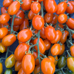 Load image into Gallery viewer, Close-up of orange cherry tomatoes on a blue background
