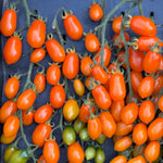 Load image into Gallery viewer, Cluster of small orange and green tomatoes on a dark background
