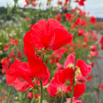Load image into Gallery viewer, Sweet Pea, 'Restormel' – photo 2
