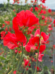 Load image into Gallery viewer, Sweet Pea, 'Restormel' – photo 2
