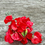 Load image into Gallery viewer, A bundle of pink/red flowers on a wooden backround
