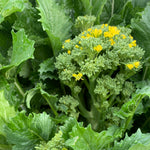 Load image into Gallery viewer, Cima di Rapa, 'Cima Grossa San Martino' – photo 2
