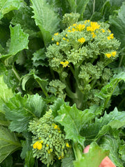 Load image into Gallery viewer, Cima di Rapa, 'Cima Grossa San Martino' – photo 2
