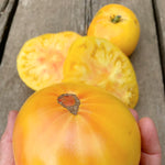 Load image into Gallery viewer, Tomato, 'Sandburg' – photo 2
