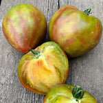 Load image into Gallery viewer, Tomato, 'Taiga' – photo 2
