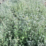 Load image into Gallery viewer, Close-up of a green shrub with small white flowers
