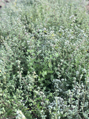 Load image into Gallery viewer, Close-up of a green shrub with small white flowers

