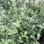 Load image into Gallery viewer, Close-up of green leafy plants with a blurred natural background
