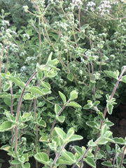 Load image into Gallery viewer, Close-up of green leafy plants with a blurred natural background
