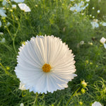 Load image into Gallery viewer, Cosmos, 'Cupcake White' – photo 2
