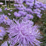 Load image into Gallery viewer, Aster, China, 'Hazaster Hagen Light Blue' – photo 2
