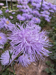 Load image into Gallery viewer, Aster, China, 'Hazaster Hagen Light Blue' – photo 2

