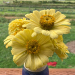 Load image into Gallery viewer, Zinnia, 'Isabellina' – photo 2
