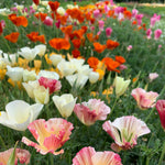 Load image into Gallery viewer, A field of brightly colored california poppy blooms in pink, white, yellow, and red

