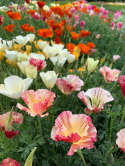 Load image into Gallery viewer, A field of brightly colored california poppy blooms in pink, white, yellow, and red
