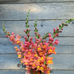 Load image into Gallery viewer, Snapdragon, 'Orange Wonder' – photo 2
