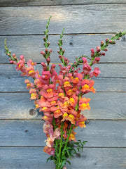 Load image into Gallery viewer, Snapdragon, 'Orange Wonder' – photo 2
