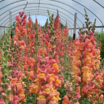 Load image into Gallery viewer, Field of Snapdragon 'Orange Wonder' flowers with a mix of orange, salmon, rose, and yellow petals.
