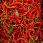 Load image into Gallery viewer, Hot Pepper, 'Aci Sivri' – photo 2
