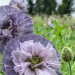 Load image into Gallery viewer, Poppy, Shirley, 'Amazing Grey' – photo 3
