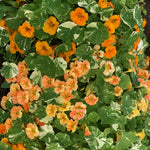 Load image into Gallery viewer, Nasturtium, 'Alaska' – photo 3
