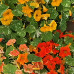 Load image into Gallery viewer, Nasturtium, 'Alaska' – photo 5
