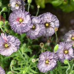 Load image into Gallery viewer, A cluster of Shirley poppies with petals in shades of grey, lilac, and white, blooming in a garden.
