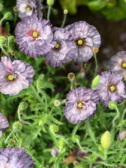 Load image into Gallery viewer, A cluster of Shirley poppies with petals in shades of grey, lilac, and white, blooming in a garden.
