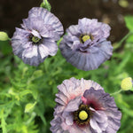 Load image into Gallery viewer, Poppy, Shirley, 'Amazing Grey' – photo 2

