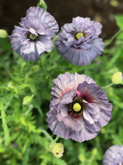 Load image into Gallery viewer, Poppy, Shirley, 'Amazing Grey' – photo 2
