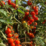 Load image into Gallery viewer, Tomato, 'Annarita' – photo 3
