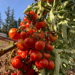 Load image into Gallery viewer, Tomato, 'Annarita' – photo 4
