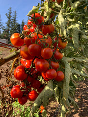 Load image into Gallery viewer, Tomato, 'Annarita' – photo 4
