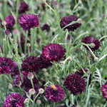 Load image into Gallery viewer, Bachelor's Button, 'Black Ball' – photo 2
