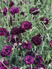 Load image into Gallery viewer, Bachelor's Button, 'Black Ball' – photo 2
