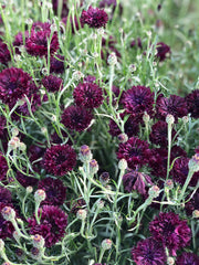 Load image into Gallery viewer, Bachelor's Button, 'Black Ball' – photo 3
