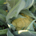 Load image into Gallery viewer, Cauliflower, 'Broccolo di Bassano (il Bonorivo)' – photo 2
