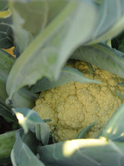 Load image into Gallery viewer, Cauliflower, 'Broccolo di Bassano (il Bonorivo)' – photo 2
