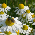 Load image into Gallery viewer, German Chamomile – photo 3
