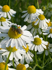 Load image into Gallery viewer, German Chamomile – photo 3
