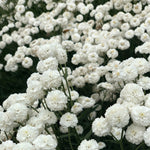 Load image into Gallery viewer, Pearl Yarrow, 'Double Diamond' – photo 3
