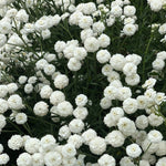 Load image into Gallery viewer, Pearl Yarrow, 'Double Diamond' – photo 2
